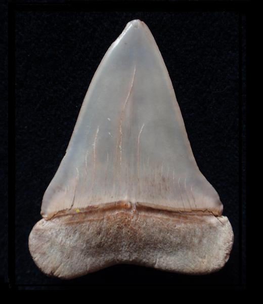 Un antico signore dei mari: L''Isurus hastalis